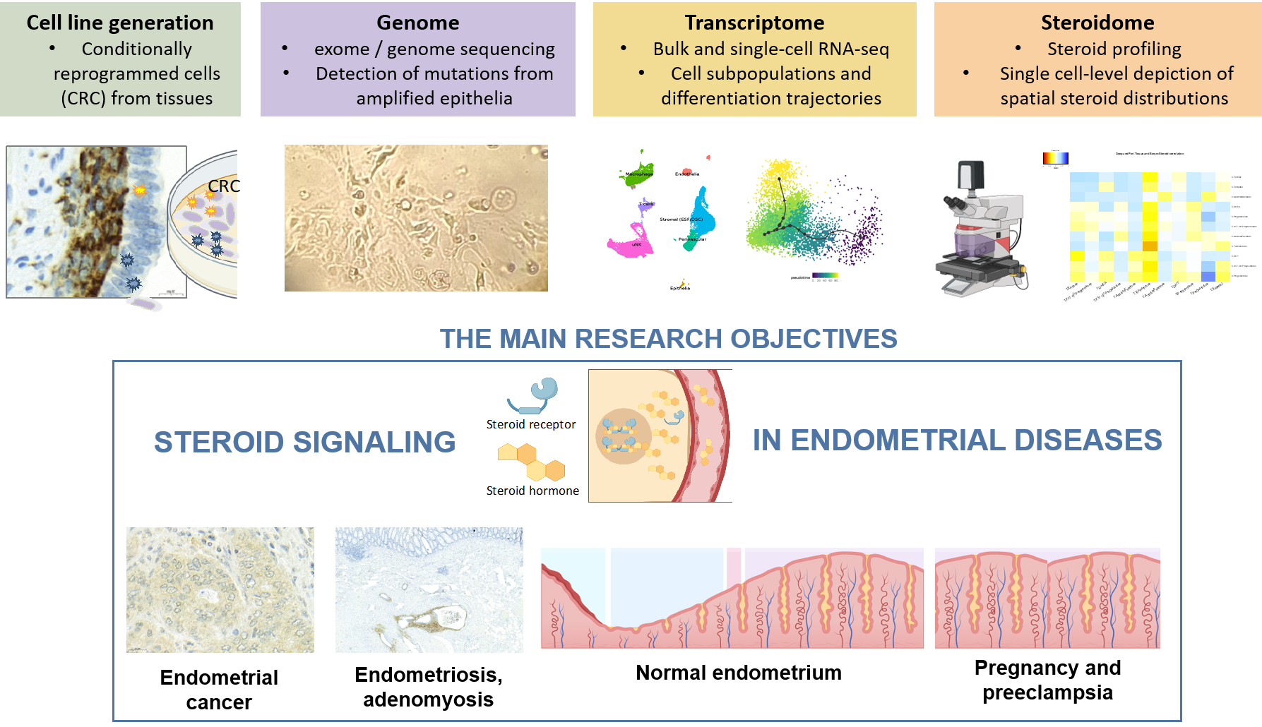 Endometrial function and endometrial disorders | Endocrine Signaling ...